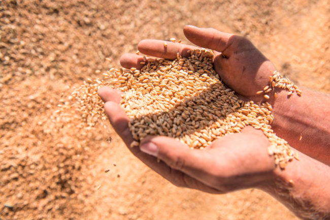 Ardent Mills sustainable grains