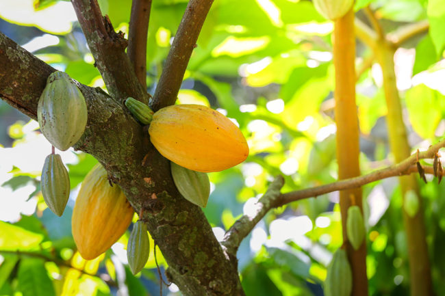 BarryCallebaut_CacaofruitUpcycle.jpg