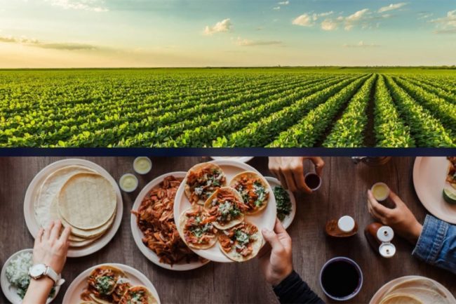 Soybean field and dinner table