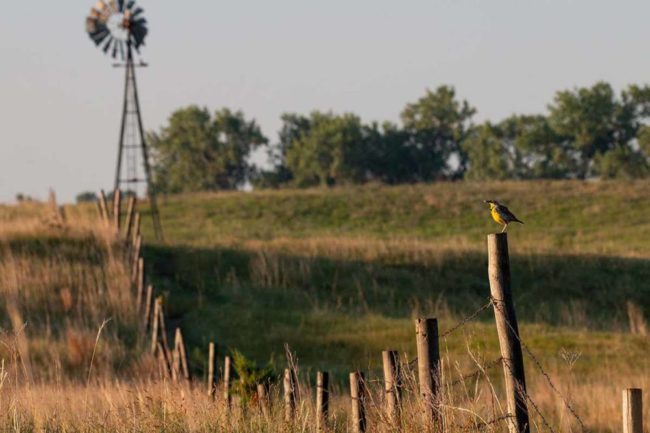 grassy field on a farm