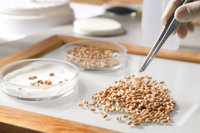 Food scientist picks up grain in laboratory 