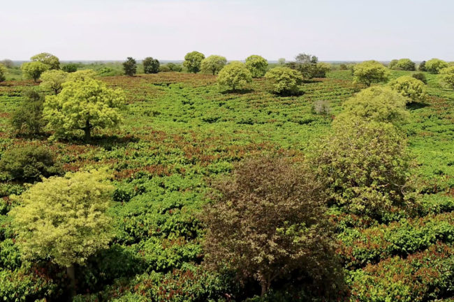 Mars cocoa farm