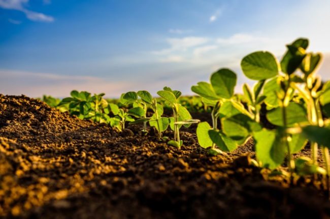 Soybean Field on sunny morning. 