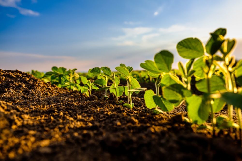 Soybean Field on sunny morning. 